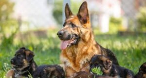 Pet Breeding Business