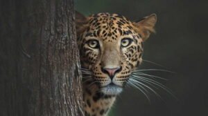 Wildlife Photography