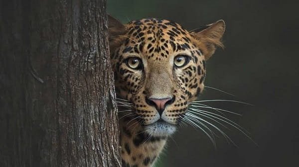 Wildlife Photography
